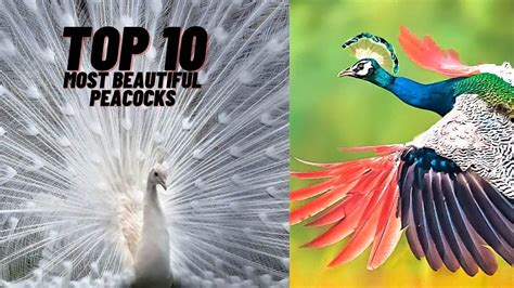 Top 10 Most Beautiful Peacocks In The World Youtube