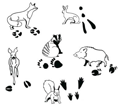 Beschränkte abbildungen bilden einen normierten vektorraum und enthalten viele weitere wichtige mengen von abbildungen. Tierspuren Abbildungen : Tierspuren Lesen Tierspuren ...
