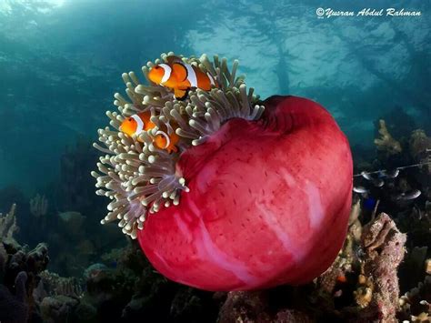 Clownfish And Sea Anemone Clownfish And Sea Anemone Clown Fish Pet Birds