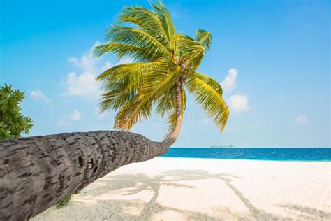 Tropical White Sand Beach With Palm Trees Stock Image Image Of