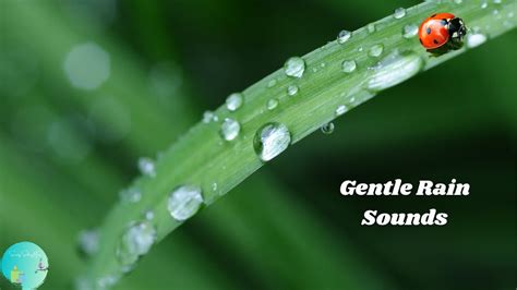 Gentle Rain Sounds With Soothing Music Youtube
