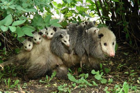Possum Babies