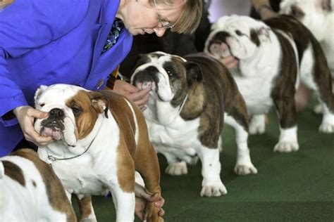 Westminster Dog Show 2019 Live Stream How To Watch The Westminster Dog