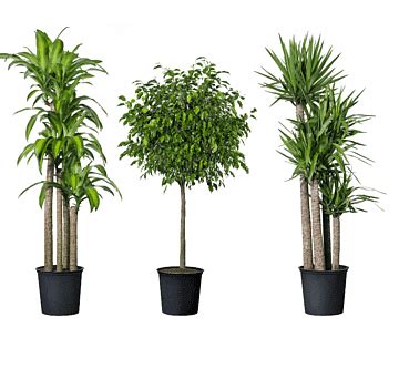 Gratis untuk komersial tidak perlu kredit bebas hak cipta. Houseplant pohon Naga Dracaena fragrans Cahaya, tanaman ...