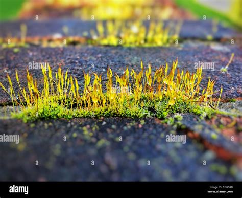 Moss Mossy Hi Res Stock Photography And Images Alamy