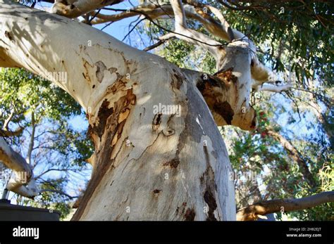 Spotted Gum Tree Hi Res Stock Photography And Images Alamy