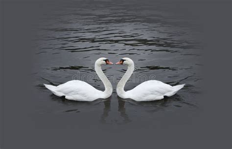 Swan Couple Stock Photo Image Of Female Close Cute 53193156