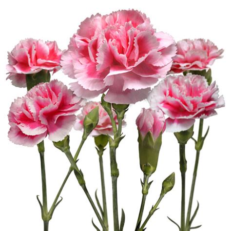 Find high quality carnation clipart, all png clipart images with transparent backgroud can be download for free! PHOTO FLOWERS LIBRARY macro photography fine cut-out of ...