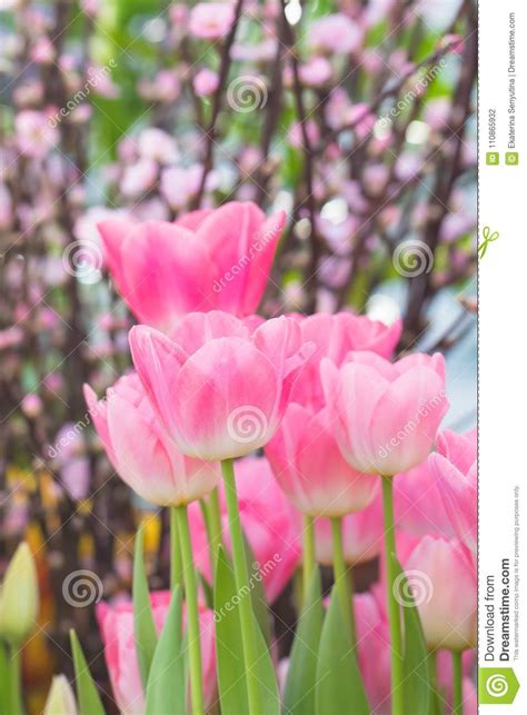 Blossoming Pink Tulips Selective Focus Spring Postcard Background