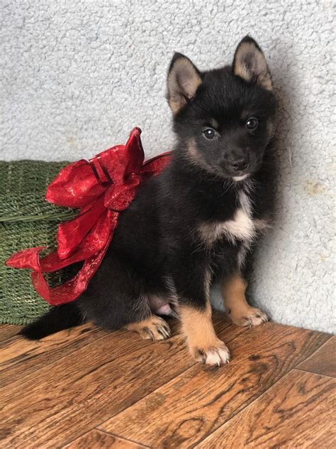 Since this is an active and playful breed, going for daily walks and having some playtime is also a. Dale Male Pomsky $500 | Pomsky, Pomsky puppies for sale ...