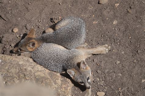 Gray Fox Kits As Photographed By Sara Bogard Mendonoma Sightings