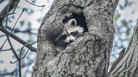 Do Raccoons Live In Trees Or Underground Lou Grubb