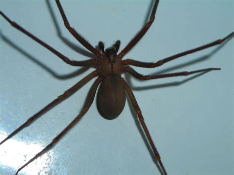 Brown Recluse Spiders Found In Michigan Buck 92