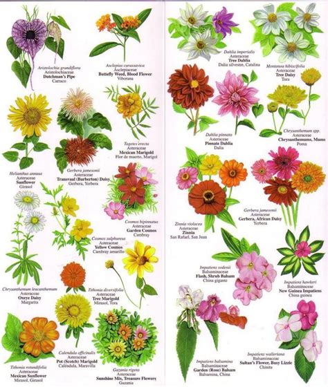 Photos And Names Of Flowers Flower Chart Flower And Charts On
