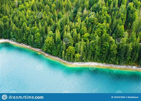 Riverside With Tall Pine Trees And Turquoise Water Stock Photo Image