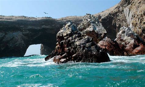 Islas Ballestas En Paracas Ica Todoenperu