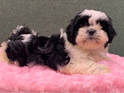 Find wolf hybrid puppies for sale and dogs for adoption. Shih Tzu-DOG-Female-Black & White-2782141-Petland San Antonio