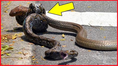 Animal World King Snake Vs Black Mamba Vs King Cobra Real Fight 뱀대뱀 싸움