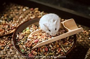 仓鼠粮|鼠粮|仓鼠|摄影|宠物摄影|大樹 - 原创作品 - 站酷 (ZCOOL)