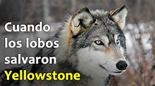 Cómo los Lobos Salvaron Yellowstone | Ecos de la Tierra #1 - YouTube
