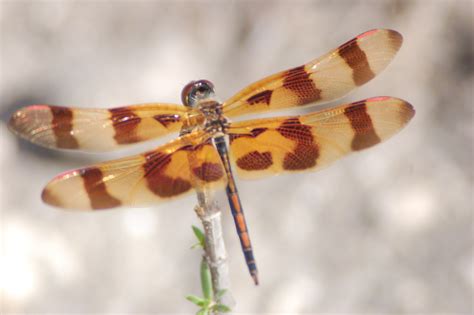 Filedragonfly 2 Npsphoto 9101524019 Wikimedia Commons