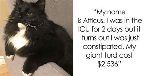 50 Times Asshole Cats Were Publicly Shamed For Their Hilariously