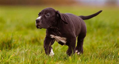 View ad great dane poodle standard mix puppy for sale. Great Dane Lab Mix Breed A Complete Guide To The Labradane ...