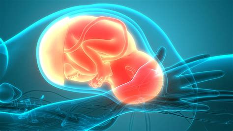 母親の子宮内の赤ちゃん 図生物学のクリップアート ベクターイラスト画像とpngフリー素材透過の無料ダウンロード pngtree