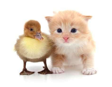 270 Kitten And Duckling Stock Photos Pictures And Royalty Free Images