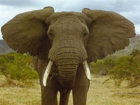African Elephant Earths Largest Land Animal Elephant