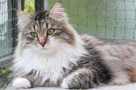 The Siberian Cat Personality 101 Best Facts Revealed