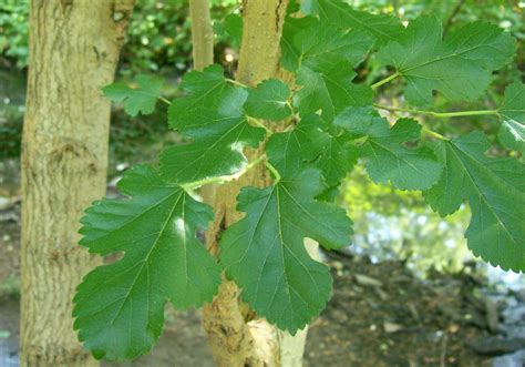 Mulberry Facts Health Benefits And Nutritional Value