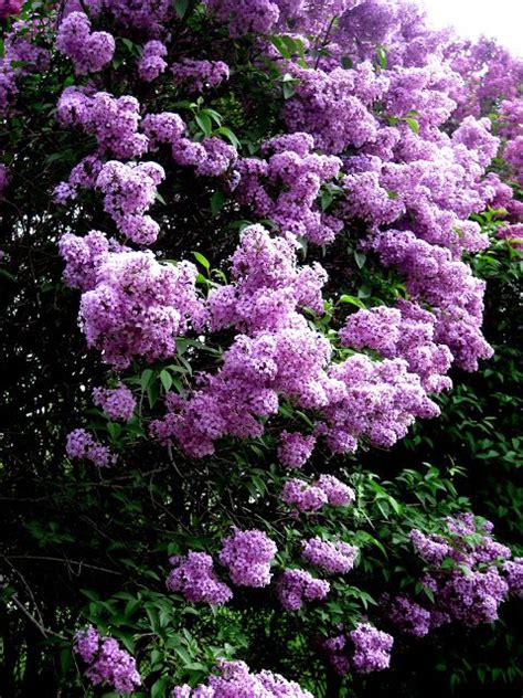This Is What My Lilac Bushes Look Like In Bloom Bumble