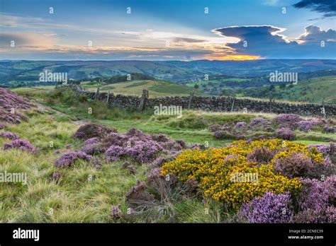 View Of Flowering Heather On Stanage Edge And Hope Valley At Sunset