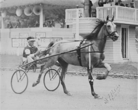 Suburban Women Work To Restore Famous Trotter Greyhounds Glory