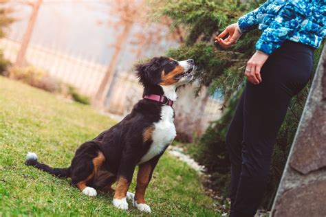 6 Basic Training Commands to Teach Your Dog | Healthy Paws ...