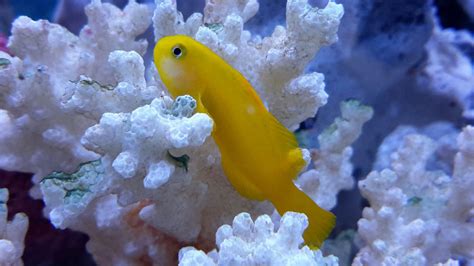 Photo 8 Yellow Clown Goby 7 Bluegreen Reef Chromis 2