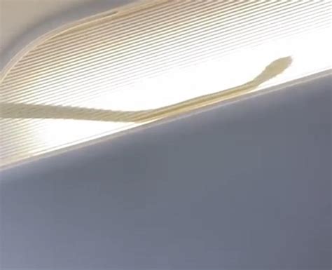 Snake Slithers Through Overhead Lights On Passenger Jet Video