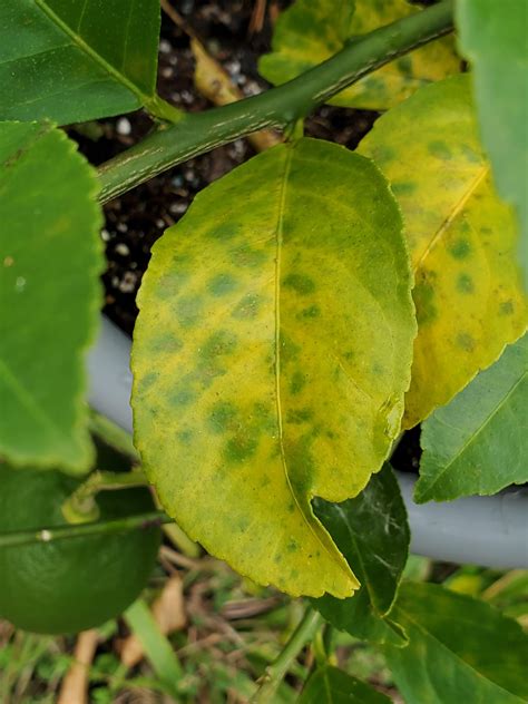Meyer Lemon Leaves Yellowing And Dropping Normal Rplantclinic