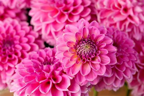 Pink Dahlia Petals Stock Image Image Of Flower Blooming 103469161