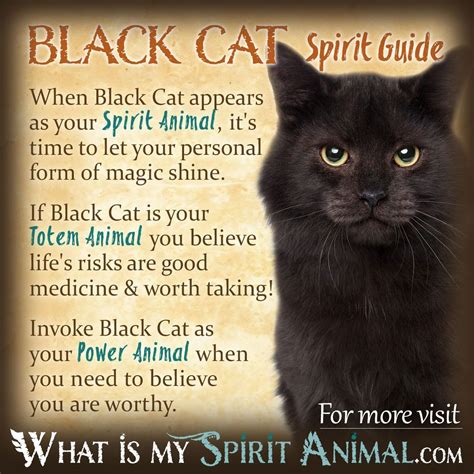 Gato Negro Simbolismo Y Significado Gato Negro Espíritu Tótem Y