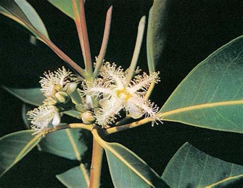 Brisbane Box Australian Native Evergreen Ornamental Britannica