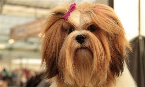 20 Most Popular Long Haired Dog Breeds And Their Coat Types