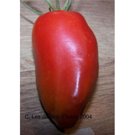 Graines De Tomate De Collection Cornue Des Andes Bio Semences Tomates