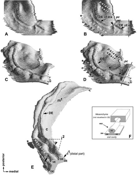 Computer Aided 3d Reconstructions Of The Epithelium On The Oral Surface