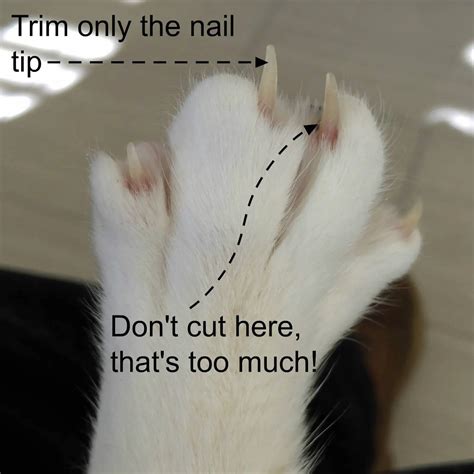 How To Clip You Cats Nails At Home Bengal Cat Care Advice