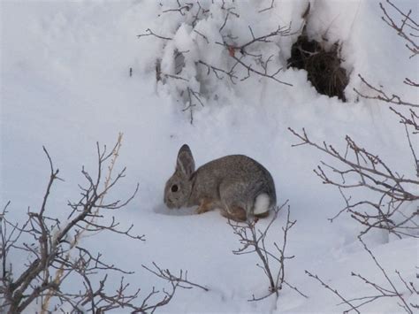 Winter Bunny Outside Its Burrow Snow Animals Winter Animals Bunny