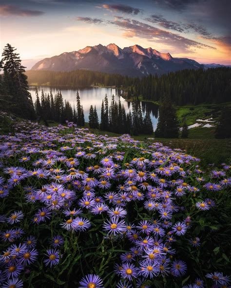 A Wildflower Sunrise Overlooking The Anthracite Mountain Range
