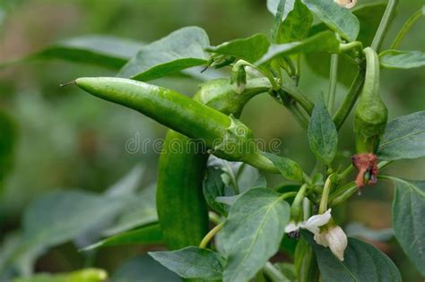 a pod of bitter green pepper matures on a bush stock image image of bush closeup 159930789
