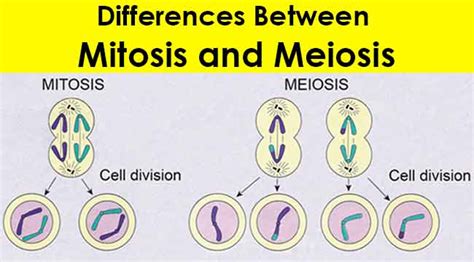 Journey Through Biology The Difference Between Mitosis And Meiosis